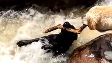 Vídeo no qual cachorro salva amigo de rio volta a viralizar, com acusações ao cameraman