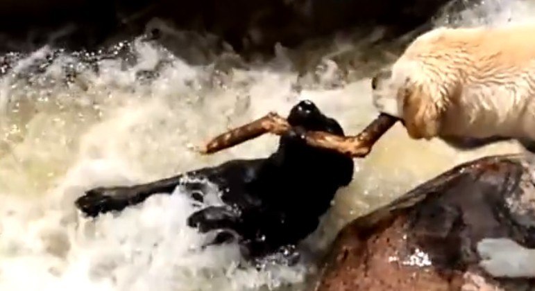 Cachorro salvou o amigo de afogamento em rio turbulento