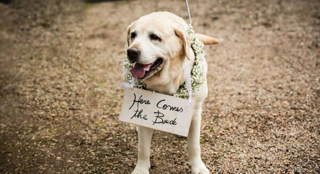 Cachorro segurando a plaquinha de casamento anunciando a entrada da noiva