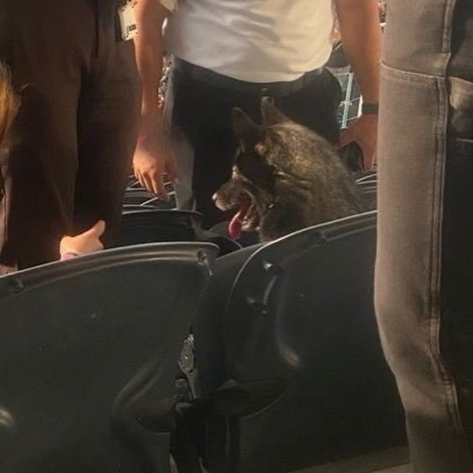 A cachorra pareceu realmente curtir o show