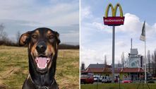 Cachorro é roubado do lado de fora de fast-food enquanto dono comprava nuggets para o animal