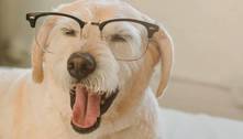 Cachorro usa óculos? Saiba quando levar o seu pet ao oftalmologista