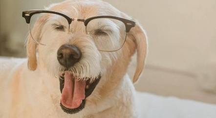 Cachorro também usa óculos?