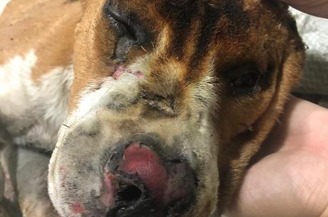 Cachorro tem queimaduras no rosto