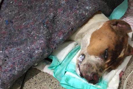Cachorro havia sido resgatado por ONG