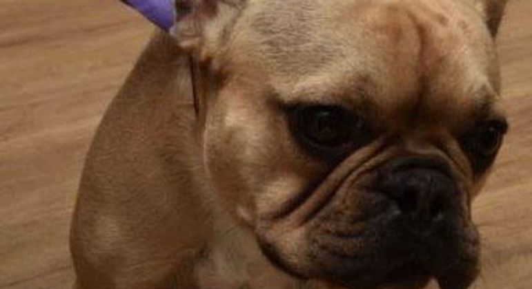 Traficante posta foto de cachorro com coleira de identificação e polícia localiza criminoso
