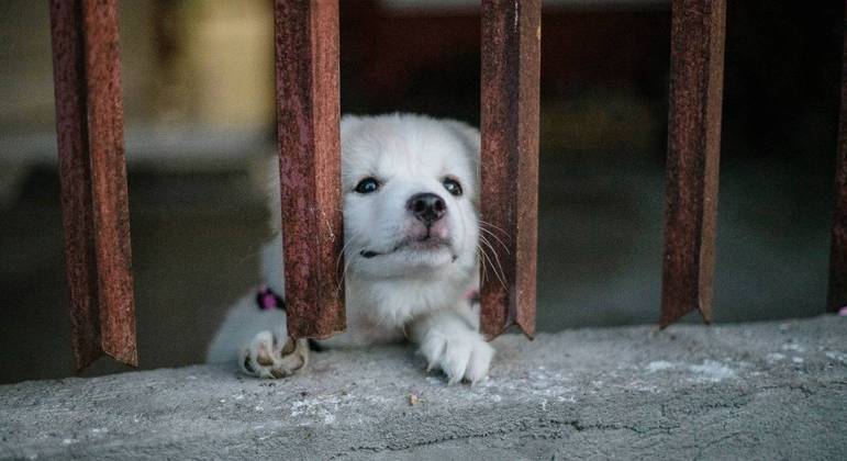 Aumento no custo de vida faz britânicos abandonarem seus animais de estimação