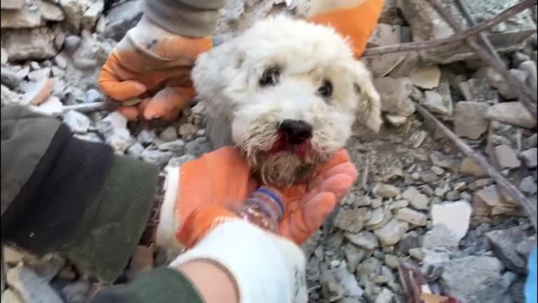 Animais também estão entre sobreviventesEntre as vítimas do terremoto, estão incontáveis animais. Quando possível, as equipes de apoio tentam resgatar e cuidar dos bichos, que serão realocados em espaços seguros. Os donos dos pets, caso vivos, terão a oportunidade de recuperá-los. As autoridades cuidarão de gatos, cachorros e outros que possam ficar 'órfãos', encontrando espaços ou família para eles