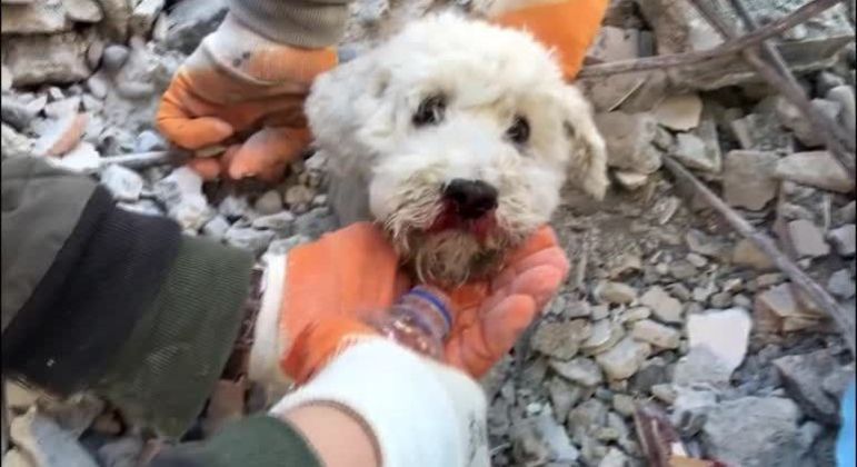 Animais também estão entre sobreviventesEntre as vítimas do terremoto, estão incontáveis animais. Quando possível, as equipes de apoio tentam resgatar e cuidar dos bichos, que serão realocados em espaços seguros. Os donos dos pets, caso vivos, terão a oportunidade de recuperá-los. As autoridades cuidarão de gatos, cachorros e outros que possam ficar 