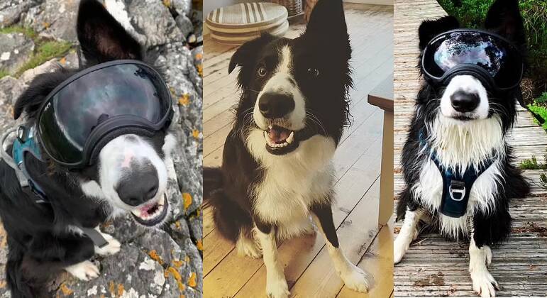 O cachorro consegue viver uma vida normal com a utilização dos óculos

