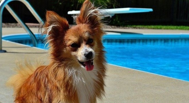 Tutores precisam estar atentos ao bem-estar dos pets em altas temperaturas