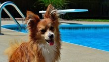 'Calor pra cachorro': saiba cuidar da saúde do seu pet durante o verão 