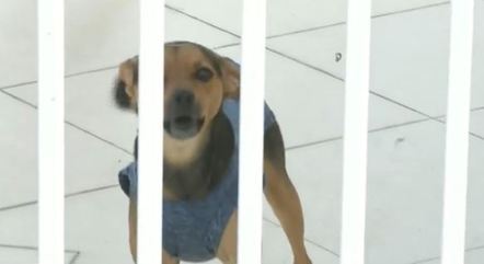 Moradores temem por seus cachorros