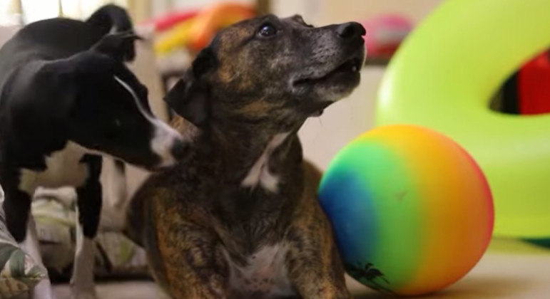 Cachorros são as grandes estrelas da nova música do Grupo Manga
