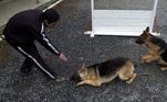 Especialistas ouvidos pela EFE contam que o mais importante é começar a adestrar o cão por meio da obediência, mas usando técnicas inteligentes e sem agressão. Por exemplo, se o cão adotado for filhote, deve-se começar o adestramento por normas básicas de convivência; e ele precisa reconhecer a autoridade de seu tutor; caso contrário, ficará cada vez mais difícil solucionar os problemas. Como os cachorros são animais domésticos, eles naturalmente necessitam de um tutor, de alguém que se responsabilize por ele. Por isso, a sugestão é: caso seu animalzinho seja difícil de lidar, busque ajuda especializada. Hoje em dia, há diversos profissionais acostumados ao adestramento sem violência, que traz ótimos resultados. Algumas raças, como o pastor-alemão da foto, são extremamente inteligentes, leais aos tutores e aprendem comandos rapidamente, além de ser dóceis com aquele em que confiam