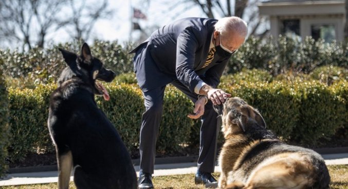 Cachorros de Joe Biden voltam para Delaware após episódio agressivo
