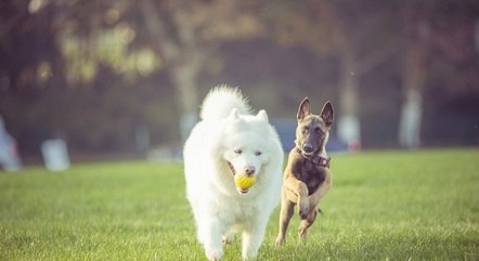 Cães mais ativos precisam de mais estímulos e exercícios
