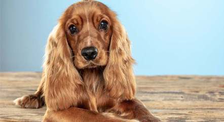 Cachorros com orelhas longas, como o cocker spaniel, têm propensão a desenvolver otite