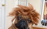 Alerta de bad hair day! Talvez seja melhor optar por uma chapinhaVeja mais: Tropa canina da Guarda Municipal do Rio ganha reforço com 8 filhotes