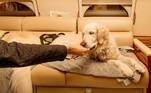 Dee McLaughlin e o namorado compraram dois assentos no voo inaugural da companhia aérea. Estavam acompanhados por Bentley e Murphy, seus golden retrievers, que descansavam serenamente em um sofá cor de creme a bordo do avião. A família estava se mudando de Los Angeles para a Irlanda. Para chegar a Nova Jersey, tinha feito quatro voos em dois dias na JSX, companhia que oferece voos fretados públicos para um número limitado de destinos domésticos e permite cães de médio e grande porte na cabine, seja em uma caixa ou no chão