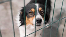 Tarcísio veta projeto que queria proibir venda de animais em pet shops; governo envia proposta