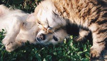 Cães e gatos podem ter vírus da Covid-19, mas não transmitem