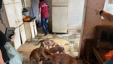 Polícia de SP prende mulher com 39 cachorros vítimas de maus-tratos