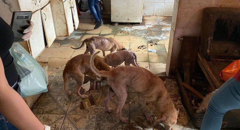 Polícia prende mulher com 39 cachorros vítimas de maus-tratos no Itaim Paulista