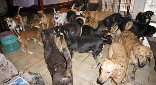 Ativista resgatou 97 cães às vésperas da chegada de furacão nas Bahamas