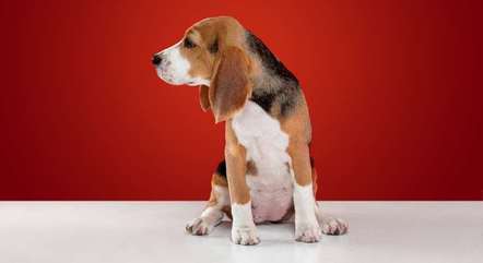 Cachorros que só andam em chão muito liso podem ficar com as patas mais sensíveis