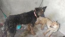 ONG salva 386 cachorros que seriam sacrificados em festival de carne canina na China 