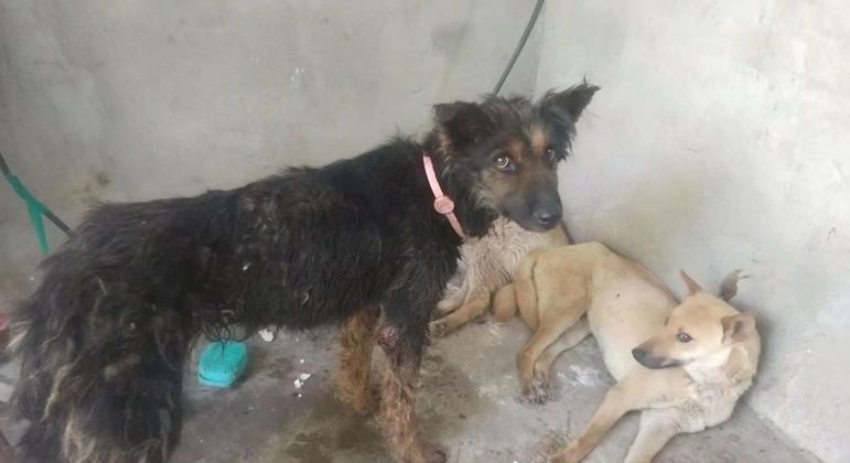ONG rescata 386 perros que iban a ser sacrificados en China Dog Meat Festival – Noticias