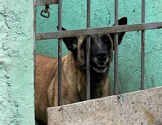 O dono do imóvel chegou ao local momentos após os policiais flagrarem a situação de maus-tratos e foi conduzido à delegacia, onde confirmou que o lugar funcionava como um canil