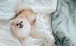 Junto das temperaturas mais baixas vem a vontade de passar os dias debaixo das cobertas. E para os pets não é diferente! Veja como mantê-los aquecidos da melhor forma possível, pois nem sempre os pelos dão conta de barrar o frio. Jade Petronilho, coordenadora de conteúdo da Petlove, explica que a resistência ao frio pode variar de acordo com a raça