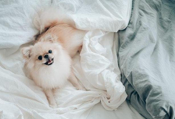 Junto das temperaturas mais baixas vem a vontade de passar os dias debaixo das cobertas. E para os pets não é diferente! Veja como mantê-los aquecidos da melhor forma possível, pois nem sempre os pelos dão conta de barrar o frio. Jade Petronilho, coordenadora de conteúdo da Petlove, explica que a resistência ao frio pode variar de acordo com a raça