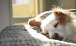 Mudanças na respiração e nos movimentos respiratórios também são sinais de atenção. A busca por abrigos e locais mais isolados ou a aproximação de pessoas e animais também indicam que ele pode estar com frioVeja mais: Câmera escondida em fonte flagra animais exóticos tomando água