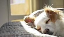 Cresce o número de casos de gripe canina nos EUA; saiba quais são os sintomas
