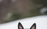 'A temperatura corporal média de um canino chega a 39º C. Um husky siberiano, que possui a pelagem espessa feita especialmente para resistir ao frio é, por exemplo, mais resistente que um pinscher, uma raça de pelo curto nada adaptada a condições tão adversas', conta a profissional