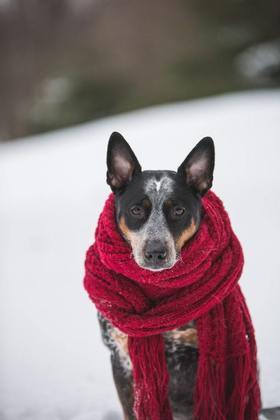'A temperatura corporal média de um canino chega a 39º C. Um husky siberiano, que possui a pelagem espessa feita especialmente para resistir ao frio é, por exemplo, mais resistente que um pinscher, uma raça de pelo curto nada adaptada a condições tão adversas', conta a profissional