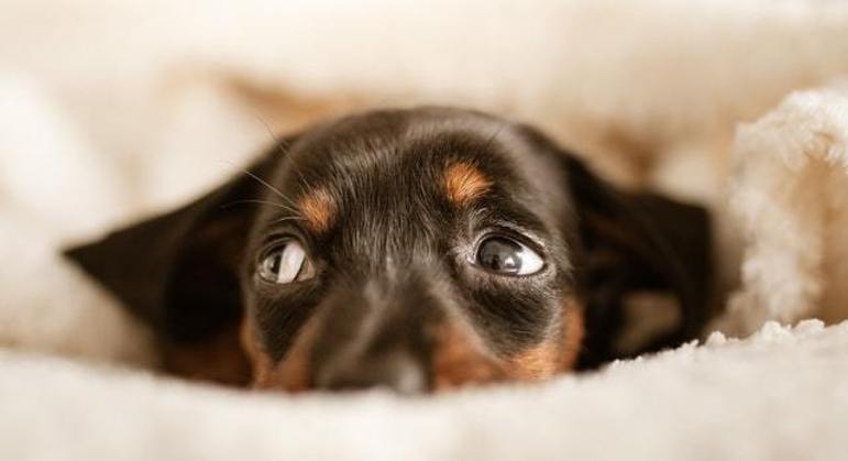 Gripe canina: melhor forma de prevenção é vacinar anualmente os cachorros