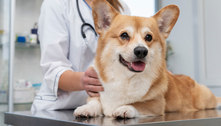 Doação de sangue de cães pode salvar vidas; saiba como e onde levar seu pet para a ação