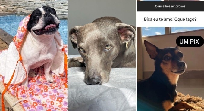 Kiliquinha, Hunter e Bica são alguns dos cães que brilham no TikTok
