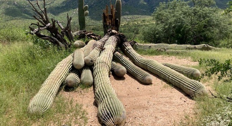 Cacto saguaro gigante de 200 anos foi derrubado por tempestades nos EUA
