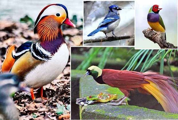 Cada espécie é única, contribuindo para a riqueza visual e sonora que torna o reino das aves verdadeiramente fascinante.