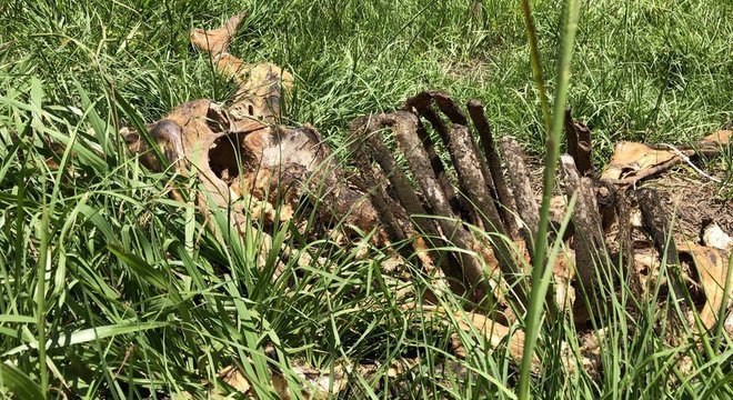 Alguns cientistas têm críticas à existência dos cemitérios forenses