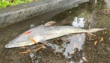 Cadáver de tubarão é encontrado no meio da rua após enchente