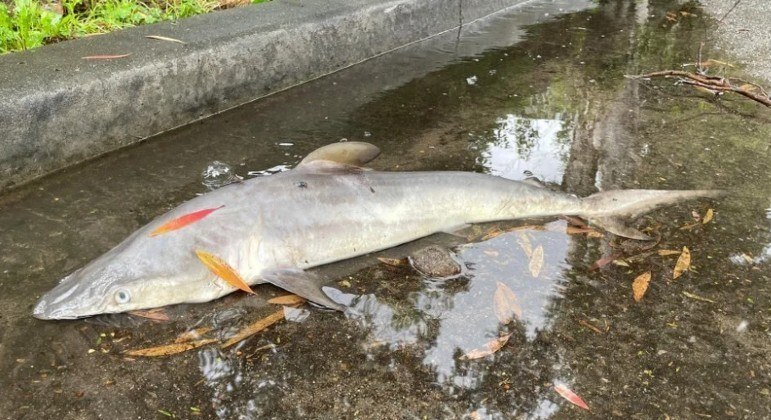 Cadáver de tubarão foi encontrado no meio de uma rua em Sydney, na Austrália, após enchente