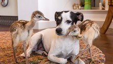Cachorra ajuda a cuidar de emas recém-nascidas: 'Muito maternal'