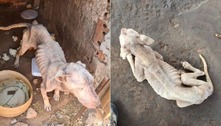 Cadela vítima de maus-tratos morre após ser resgatada em Goiás