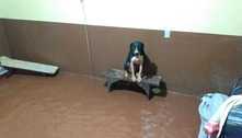 Cadela sobe em banco para se proteger de enchente em MG 